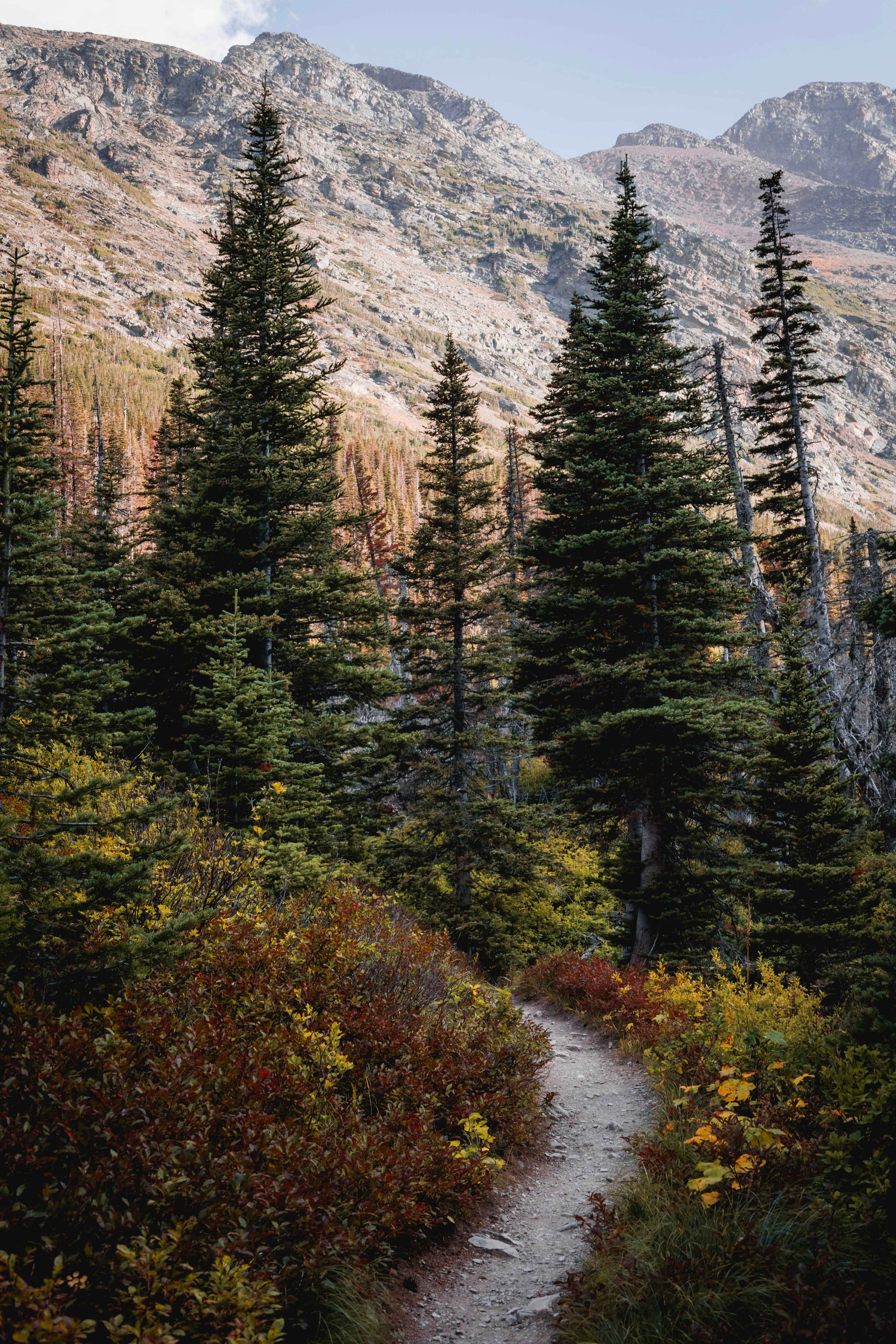 hiking trail leading into a forest
