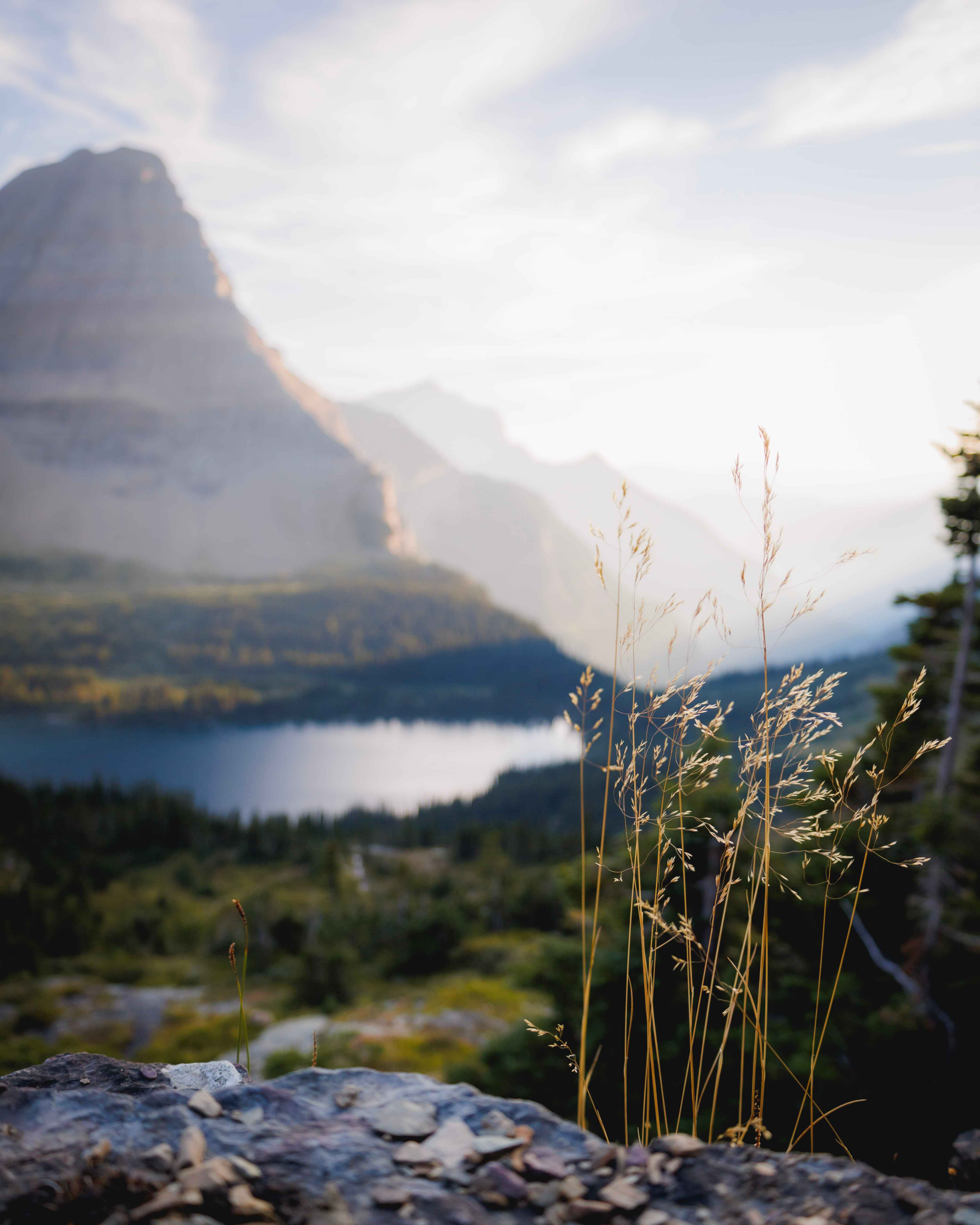 grass on a cliff in the mountains