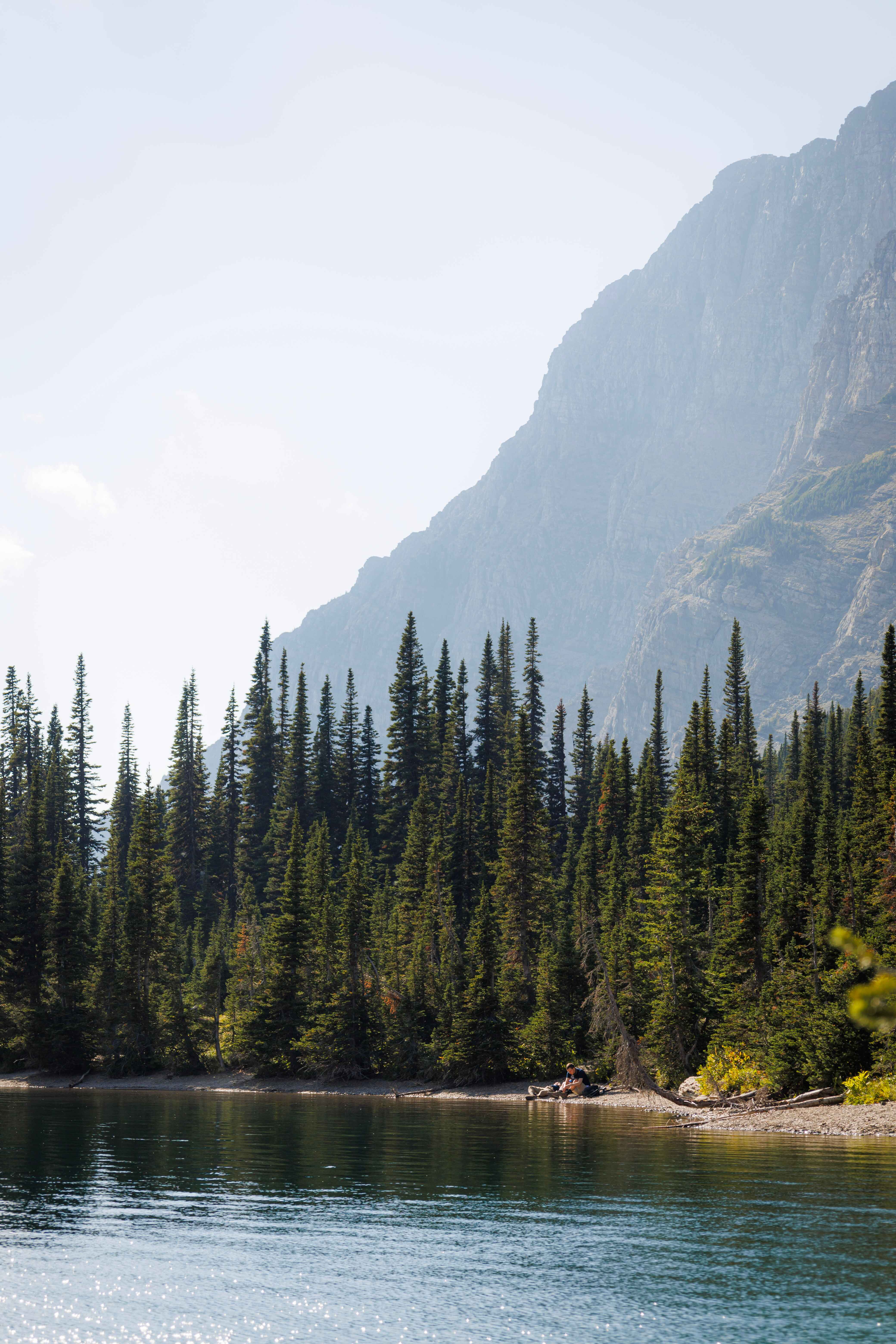 pine trees on a lake shoreline